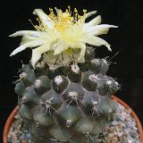 Copiapoa esmeraldana ©JLcoll.750.jpg